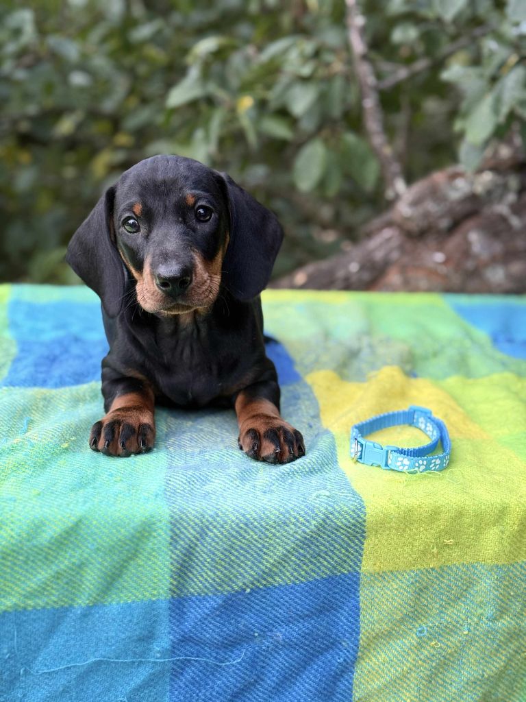 Gabéric's - Chiots disponibles - Teckel poil ras
