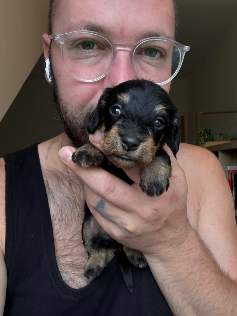 Gabéric's - Chiots disponibles - Teckel poil dur