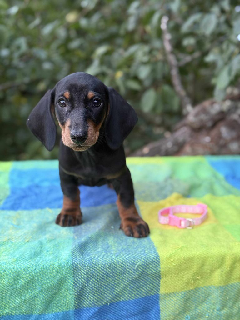 Gabéric's - Chiots disponibles - Teckel poil ras