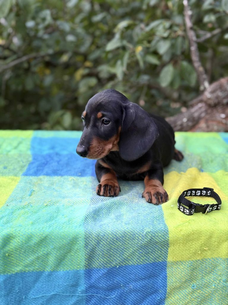 Gabéric's - Chiots disponibles - Teckel poil ras