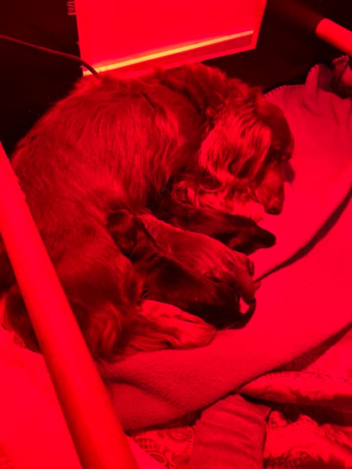 Chiot Teckel poil long Gabéric's