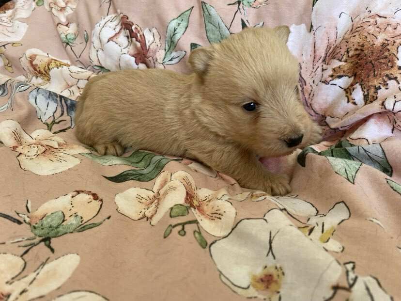 Gabéric's - Chiots disponibles - Scottish Terrier