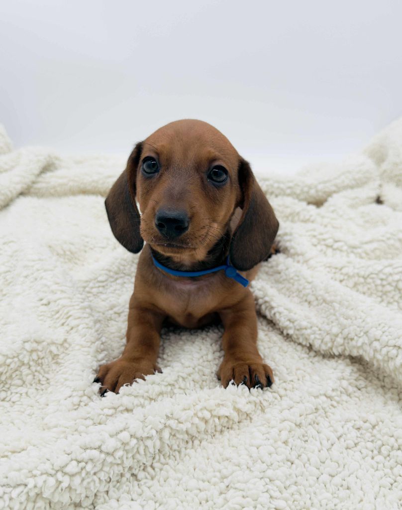 Gabéric's - Chiots disponibles - Teckel poil ras