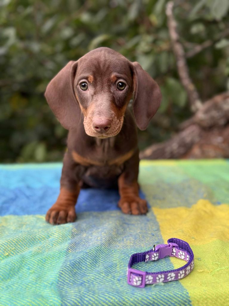 Gabéric's - Chiots disponibles - Teckel poil ras
